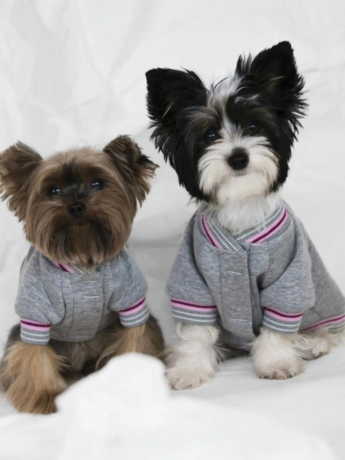 Poldo Dog Couture Baseball Bomber Jacket Grey